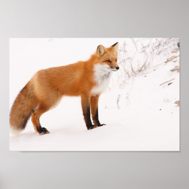 Red Fox Nature Wildlife Photo Poster (Front)