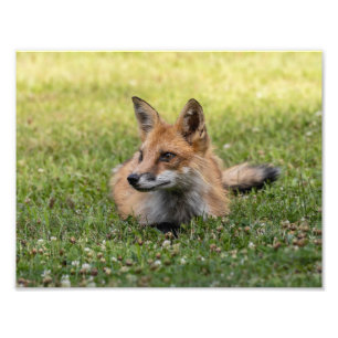 Red Fox On A Bed Of Clover (Horizonal) Photo Print