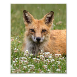Red Fox On A Bed Of Clover Photo Print
