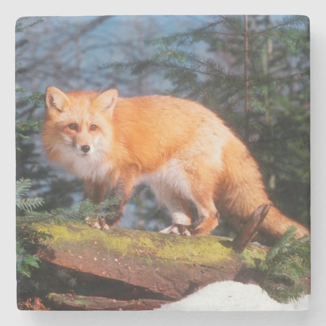 Red Fox on a log Stone Coaster (Front)