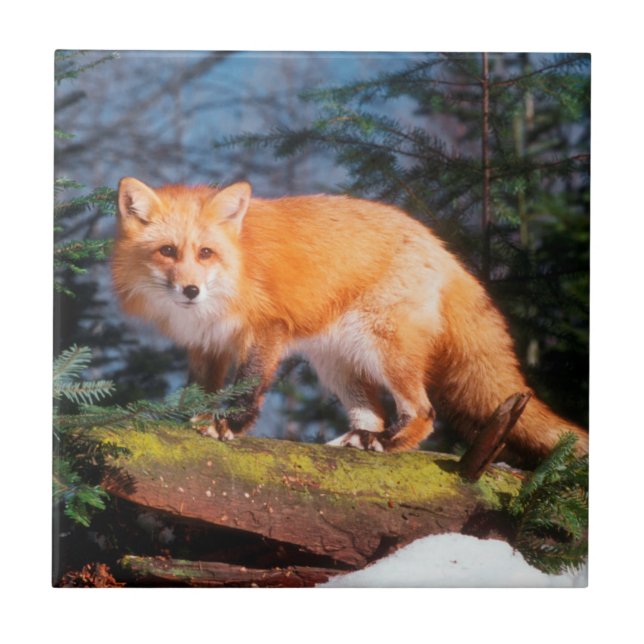 Red Fox on a log Tile (Front)