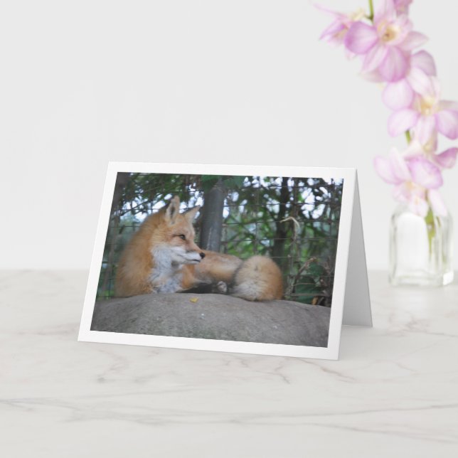 Red Fox on Rock Card (Orchid)
