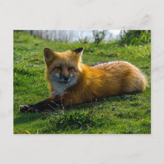 Red Fox on San Juan Island, Washington State Postcard