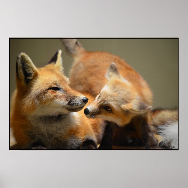 Red Fox Pair Poster (Front)