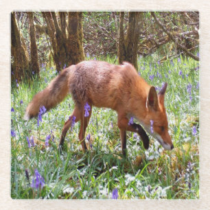 Red Fox Peaceful Woodland Scene Bluebell Bloom Art Glass Coaster