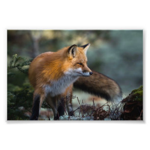 Red Fox Photo Print