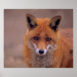 red fox, portrait, close-up, eye contact poster