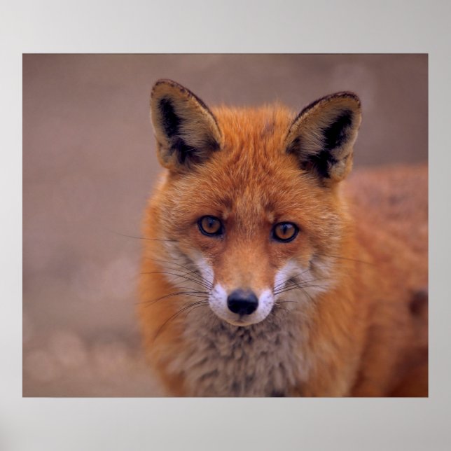 red fox, portrait, close-up, eye contact poster (Front)