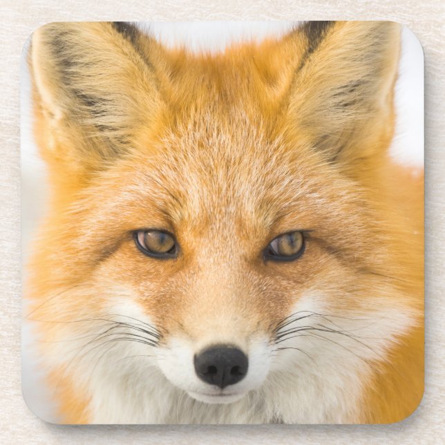 Red Fox Portrait Coaster (Front)