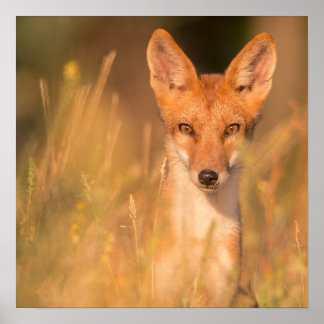 Red Fox Portrait in Golden Grass Poster