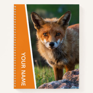 Red Fox Portrait Photo Sunset Australia, Orange Notebook