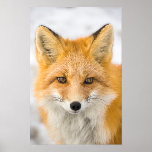 Red Fox Portrait Poster