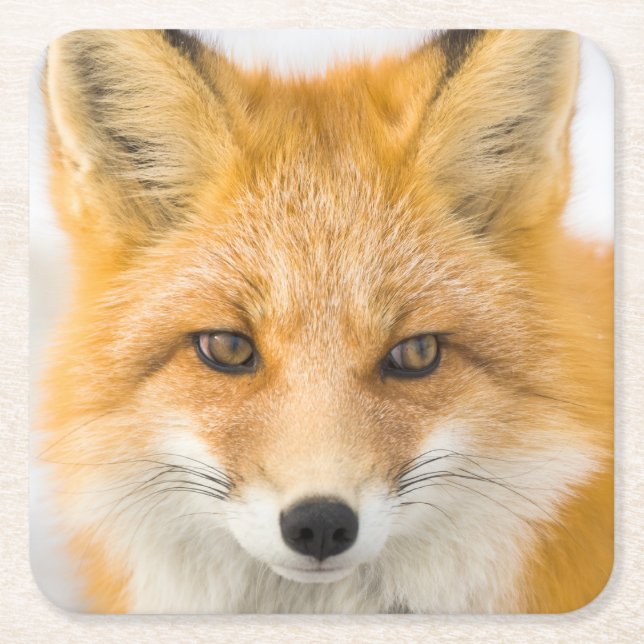Red Fox Portrait Square Paper Coaster (Front)