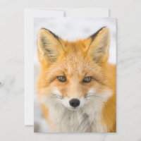 Red Fox Portrait