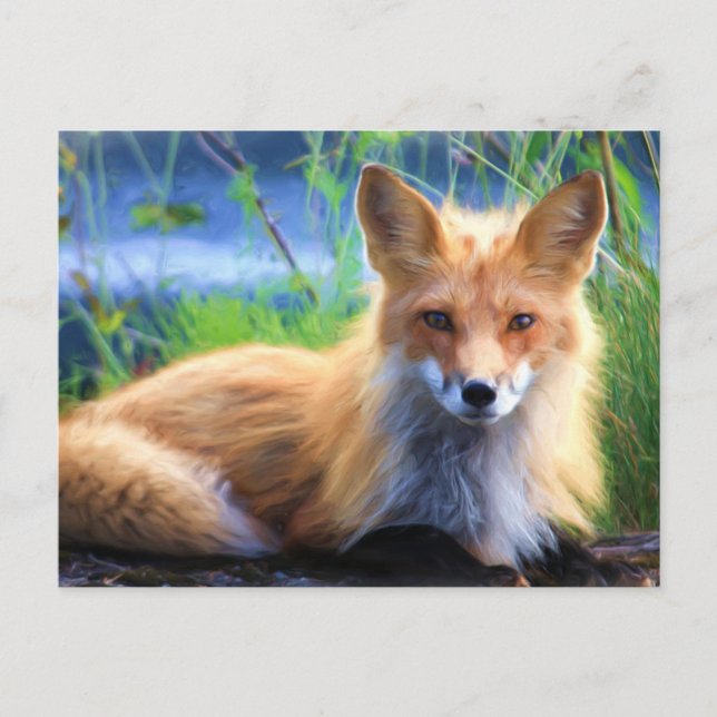 Red Fox Postcard (Front)