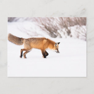 Red Fox Postcard