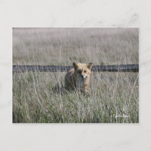 Red Fox Postcard