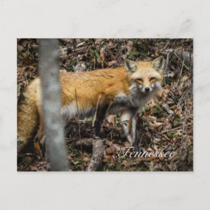 Red Fox Postcard