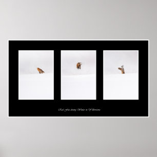 Red Fox Poster