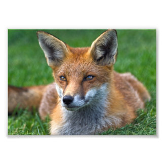 Red Fox Print