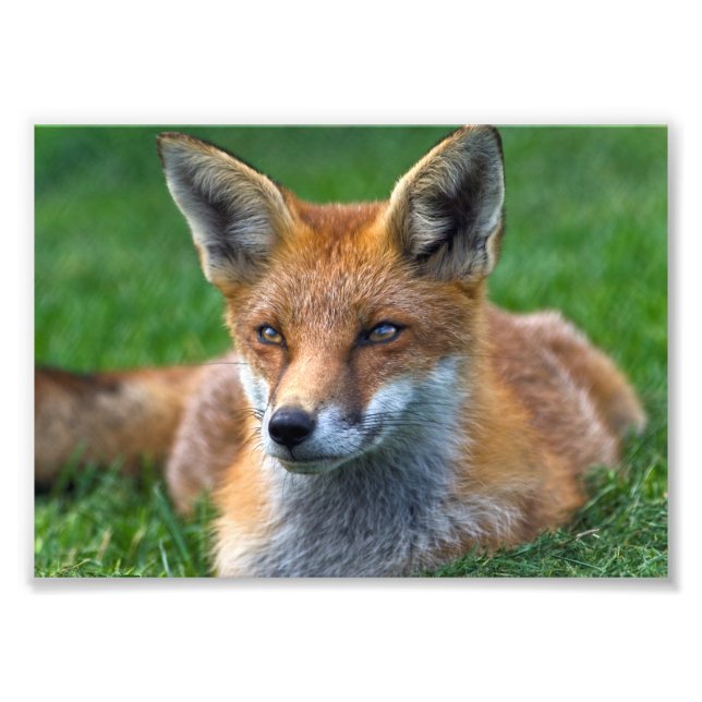 Red Fox Print (Front)