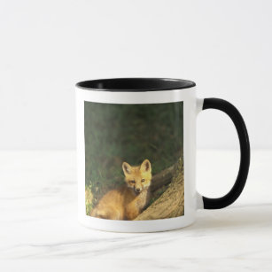 Red Fox pup in front of den (Vulpes vulpes) 2 Mug