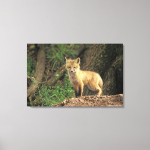 Red Fox pup in front of den (Vulpes vulpes) Canvas Print
