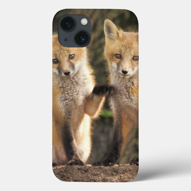 Red Fox pup in front of den Vulpes vulpes) Case-Mate iPhone Case (Back)