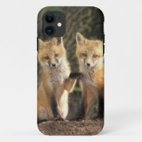 Red Fox pup in front of den Vulpes vulpes)