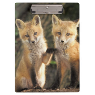 Red Fox pup in front of den Vulpes vulpes) Clipboard
