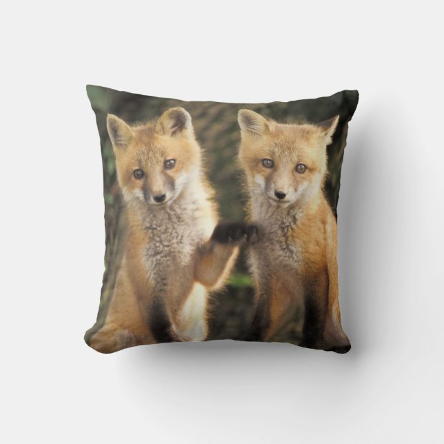 Red Fox pup in front of den Vulpes vulpes) Cushion (Front)