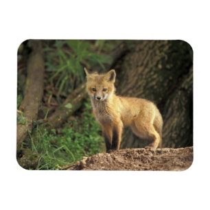 Red Fox pup in front of den (Vulpes vulpes) Magnet
