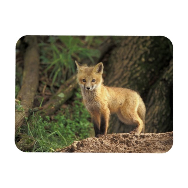 Red Fox pup in front of den (Vulpes vulpes) Magnet (Horizontal)