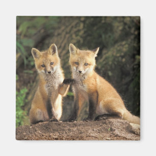 Red Fox pup in front of den Vulpes vulpes) Magnet
