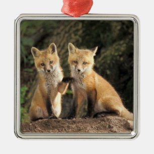 Red Fox pup in front of den Vulpes vulpes) Metal Tree Decoration