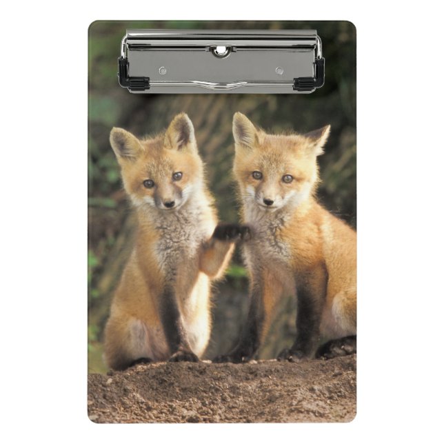 Red Fox pup in front of den Vulpes vulpes Mini Clipboard (Front)