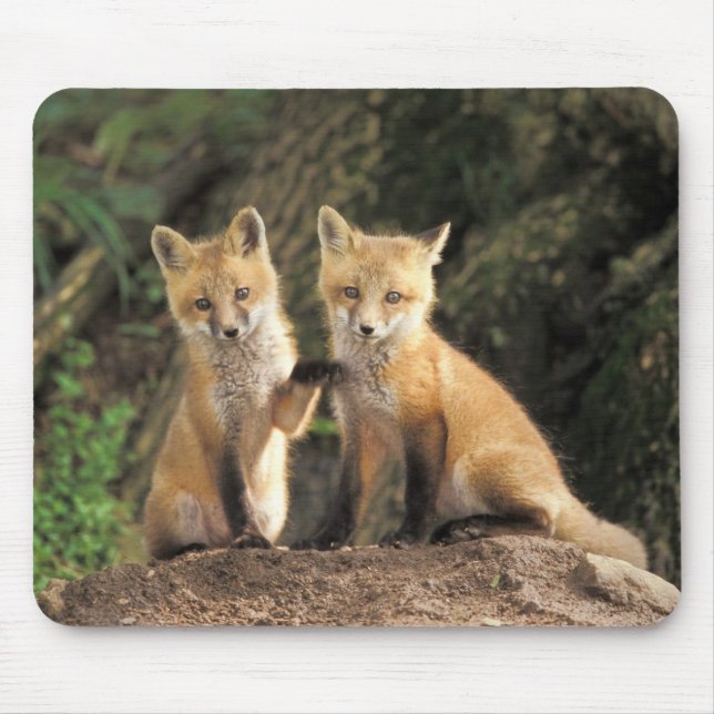 Red Fox pup in front of den Vulpes vulpes) Mouse Mat (Front)