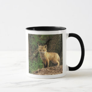 Red Fox pup in front of den (Vulpes vulpes) Mug