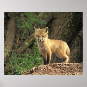 Red Fox pup in front of den (Vulpes vulpes) Poster