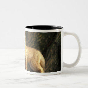 Red Fox pup in front of den (Vulpes vulpes) Two-Tone Coffee Mug