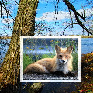 Red Fox Resting Postcard