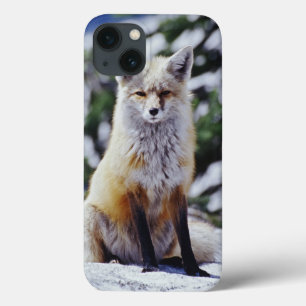 Red Fox sitting on snow bank, Vulpes, Mt. iPhone 13 Case