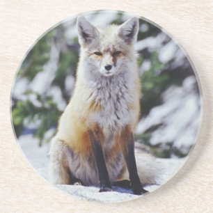 Red Fox sitting on snow bank, Vulpes, Mt. Coaster