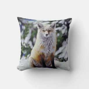 Red Fox sitting on snow bank, Vulpes, Mt. Cushion
