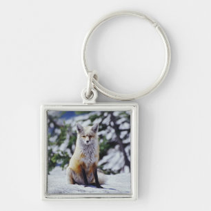 Red Fox sitting on snow bank, Vulpes, Mt. Key Ring