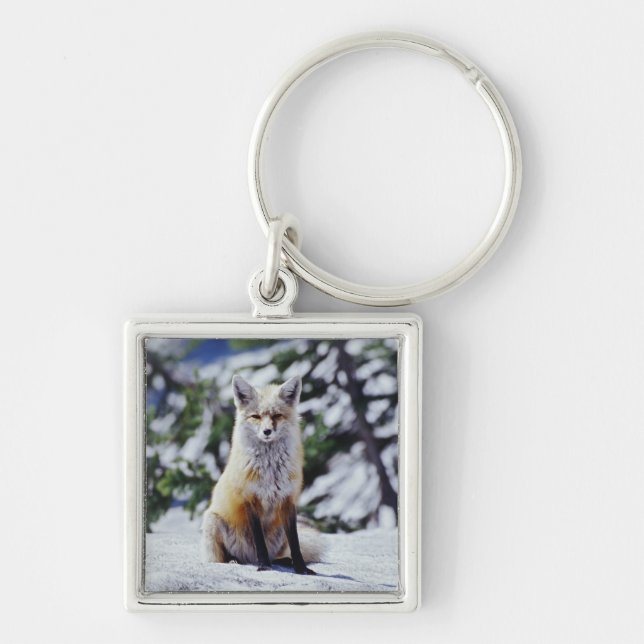 Red Fox sitting on snow bank, Vulpes, Mt. Key Ring (Front)