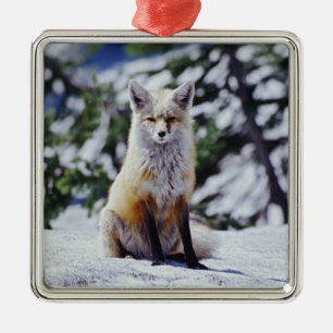 Red Fox sitting on snow bank, Vulpes, Mt. Metal Tree Decoration