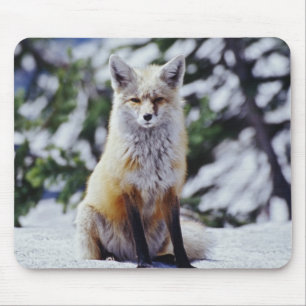 Red Fox sitting on snow bank, Vulpes, Mt. Mouse Mat