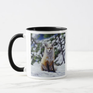 Red Fox sitting on snow bank, Vulpes, Mt. Mug