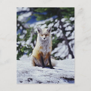 Red Fox sitting on snow bank, Vulpes, Mt. Postcard